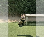 Small Photo #1 French Bulldog Puppy For Sale in LOS ANGELES, CA, USA