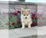 Small Photo #7 Pomeranian Puppy For Sale in CANOGA, NY, USA
