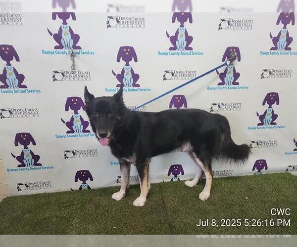 Medium Photo #1 German Shepherd Dog-Unknown Mix Puppy For Sale in Orlando, FL, USA
