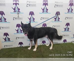 German Shepherd Dog-Unknown Mix Dogs for adoption in Orlando, FL, USA