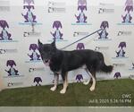 Small German Shepherd Dog Mix