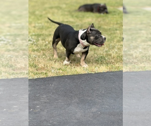 Medium Photo #3 American Bully Puppy For Sale in ALEXANDRIA, VA, USA