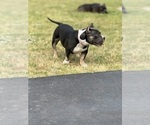 Small #2 American Bully