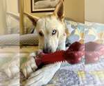 Small #1 white german shepherd Mix