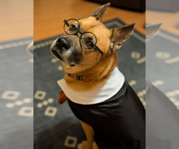 Medium Photo #4 German Shepherd Dog-Unknown Mix Puppy For Sale in Chandler, AZ, USA