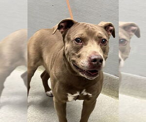 Mutt Dogs for adoption in Las Vegas, NV, USA