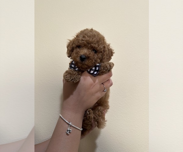 Medium Photo #2 Poodle (Toy) Puppy For Sale in NORTH HILLS, CA, USA