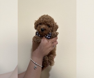 Medium Poodle (Toy)