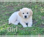 Small Photo #5 English Cream Golden Retriever Puppy For Sale in WEEKI WACHEE, FL, USA