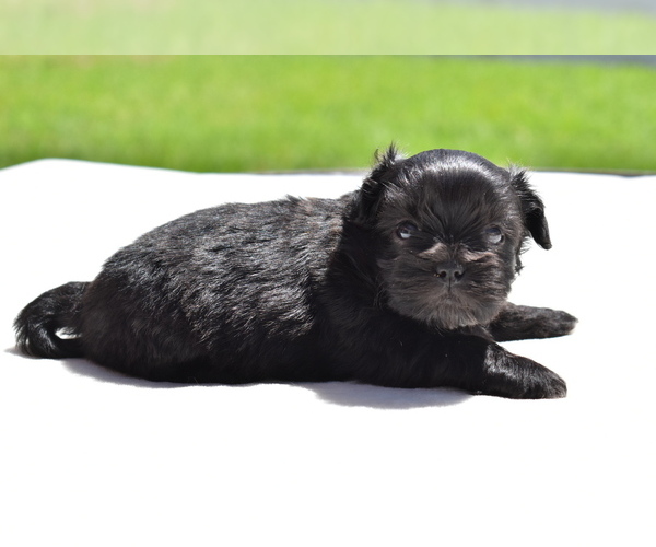 Medium Photo #3 Shih Aussie Puppy For Sale in PALM COAST, FL, USA
