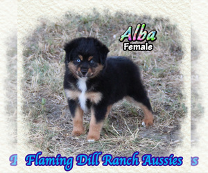 Miniature Australian Shepherd Puppy for sale in FORESTBURG, TX, USA
