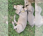 Small Photo #3 Weimaraner Puppy For Sale in WHITE HALL, AR, USA