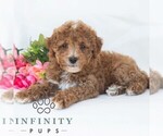 Small Poochon