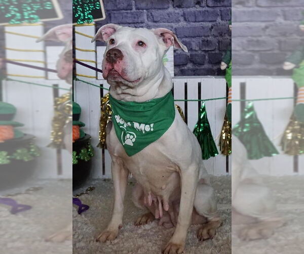 Medium Photo #22 American Pit Bull Terrier-Unknown Mix Puppy For Sale in Germantown, OH, USA