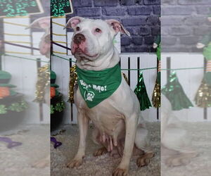 Mila May - Female American Pit Bull Terrier-Unknown Mix Dog for Adoption - Photo #22