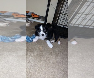 Border-Aussie Puppy for sale in VISTA, CA, USA