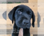 Small Photo #12 Labrador Retriever Puppy For Sale in POCAHONTAS, IL, USA