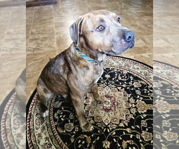 Medium Photo #2 Mutt Puppy For Sale in Evansville, IN, USA