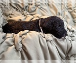 Small #4 Goldendoodle
