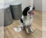 Small Australian Shepherd Mix