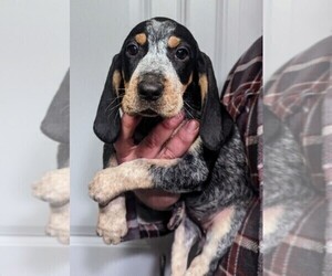 Bluetick Coonhound-Treeing Walker Coonhound Mix Puppy for sale in BROWNS VALLEY, CA, USA