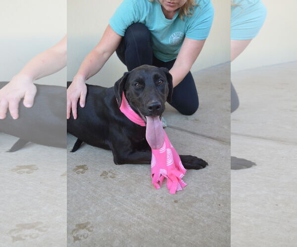 Medium Photo #2 Labrador Retriever-Unknown Mix Puppy For Sale in McKinney, TX, USA