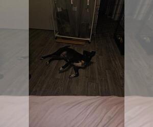 Labrador Retriever-Unknown Mix Dogs for adoption in San Antonio, TX, USA