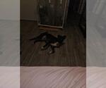 Small Labrador Retriever Mix