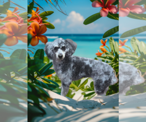 Poodle (Miniature) Dogs for adoption in Seaford, DE, USA