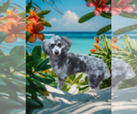 Small Poodle (Miniature)