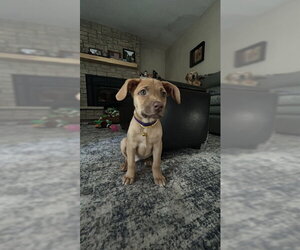 **AMETHYST** - Female Labrador Retriever-Unknown Mix Dog for Adoption - Photo #2