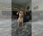 Small Photo #2 Labrador Retriever-Unknown Mix Puppy For Sale in Genesee, WI, USA
