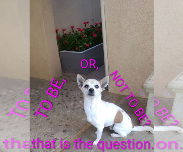 Medium Photo #4 Chihuahua Puppy For Sale in Apple Valley, CA, USA