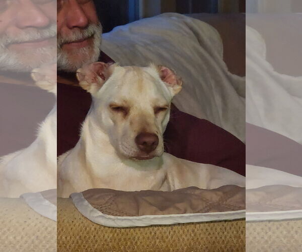 Medium Photo #11 Daug Puppy For Sale in Escondido, CA, USA