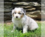 Small #2 Australian Shepherd