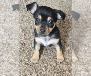 Doxie-Pin Dogs for adoption in Peralta, NM, USA