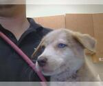 Small Border Collie Mix