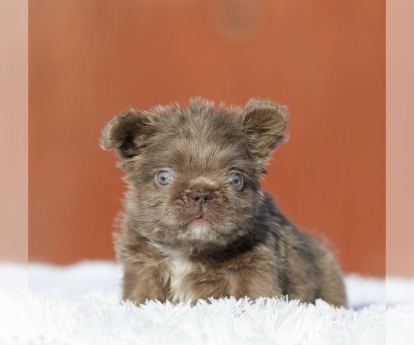 Medium Photo #4 French Bulldog Puppy For Sale in MIAMI BEACH, FL, USA