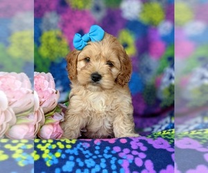 Cocker Spaniel-Poodle (Miniature) Mix Puppy for sale in NEW HOLLAND, PA, USA