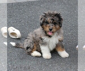 Bernedoodle (Miniature) Puppy for sale in EPHRATA, PA, USA