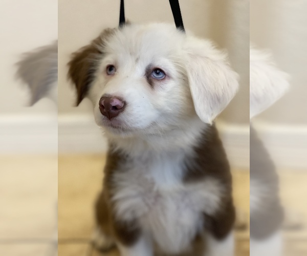 Medium Photo #1 Australian Shepherd Puppy For Sale in EL PASO, TX, USA