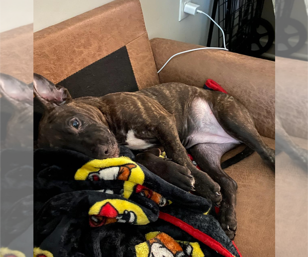 Medium Photo #4 Staffordshire Bull Terrier-Unknown Mix Puppy For Sale in Holly Springs, NC, USA