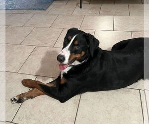 Bernese Mountain Dog Dogs for adoption in Valrico, FL, USA
