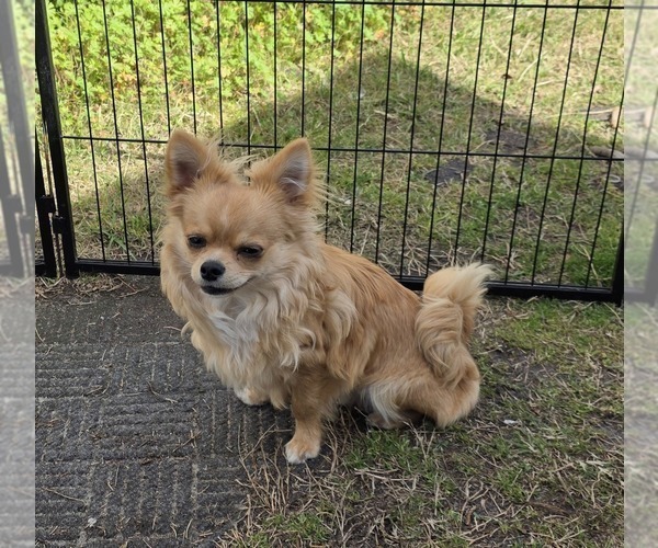 Medium Photo #1 Chorkie-Yorkshire Terrier Mix Puppy For Sale in HOMERVILLE, GA, USA