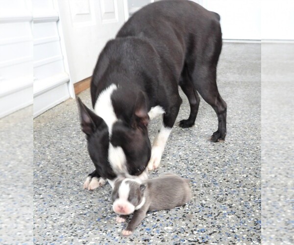 Medium Photo #5 Boston Terrier Puppy For Sale in CARLISLE, KY, USA