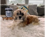Small Photo #5 Havanese Puppy For Sale in INDIANAPOLIS, IN, USA