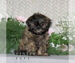Small Shih Tzu