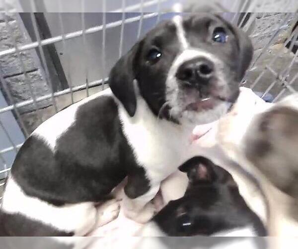 Medium Photo #1 Staffordshire Bull Terrier Puppy For Sale in Tulsa, OK, USA