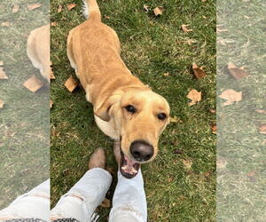 Bassetdor Dogs for adoption in Columbus, IN, USA