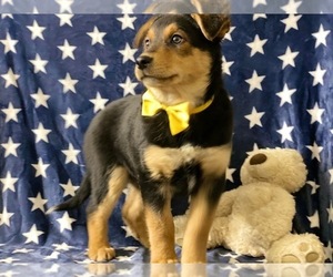 Australian Shepherd Puppy for sale in LANCASTER, PA, USA